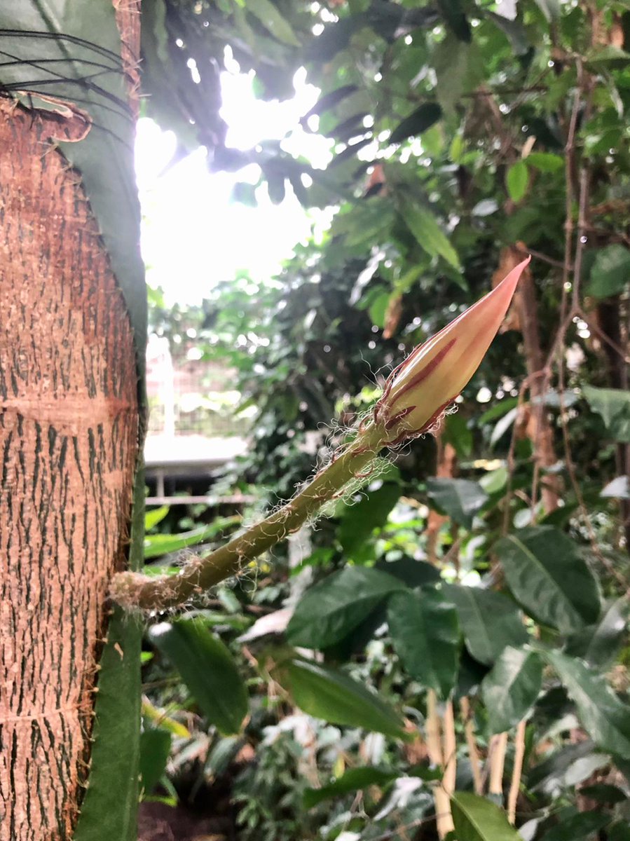 CUBotanicGarden's tweet image. We think tonight is the night!

You can see the overnight developments -we’re expecting it to open after sunset

There will be a Q&amp;amp;A on Facebook at 9.30pm with @Beverley_CUBG &amp;amp; @CamPlantsman. Join us there to find out more about this amazing plant

See you later! #fingerscrossed