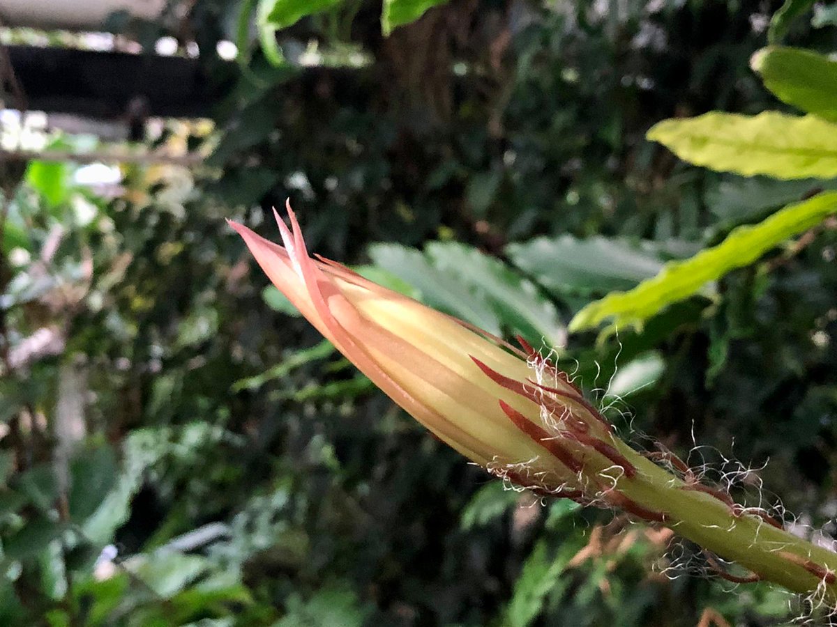 CUBotanicGarden's tweet image. We think tonight is the night!

You can see the overnight developments -we’re expecting it to open after sunset

There will be a Q&amp;amp;A on Facebook at 9.30pm with @Beverley_CUBG &amp;amp; @CamPlantsman. Join us there to find out more about this amazing plant

See you later! #fingerscrossed