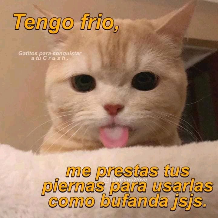 Gatitos para conquistar a tu C R U S H ???? (@Gatitos_crush) / Twitter Gatitos para conquistar a tu C R U S H ???? (@Gatitos_crush) / Twitter