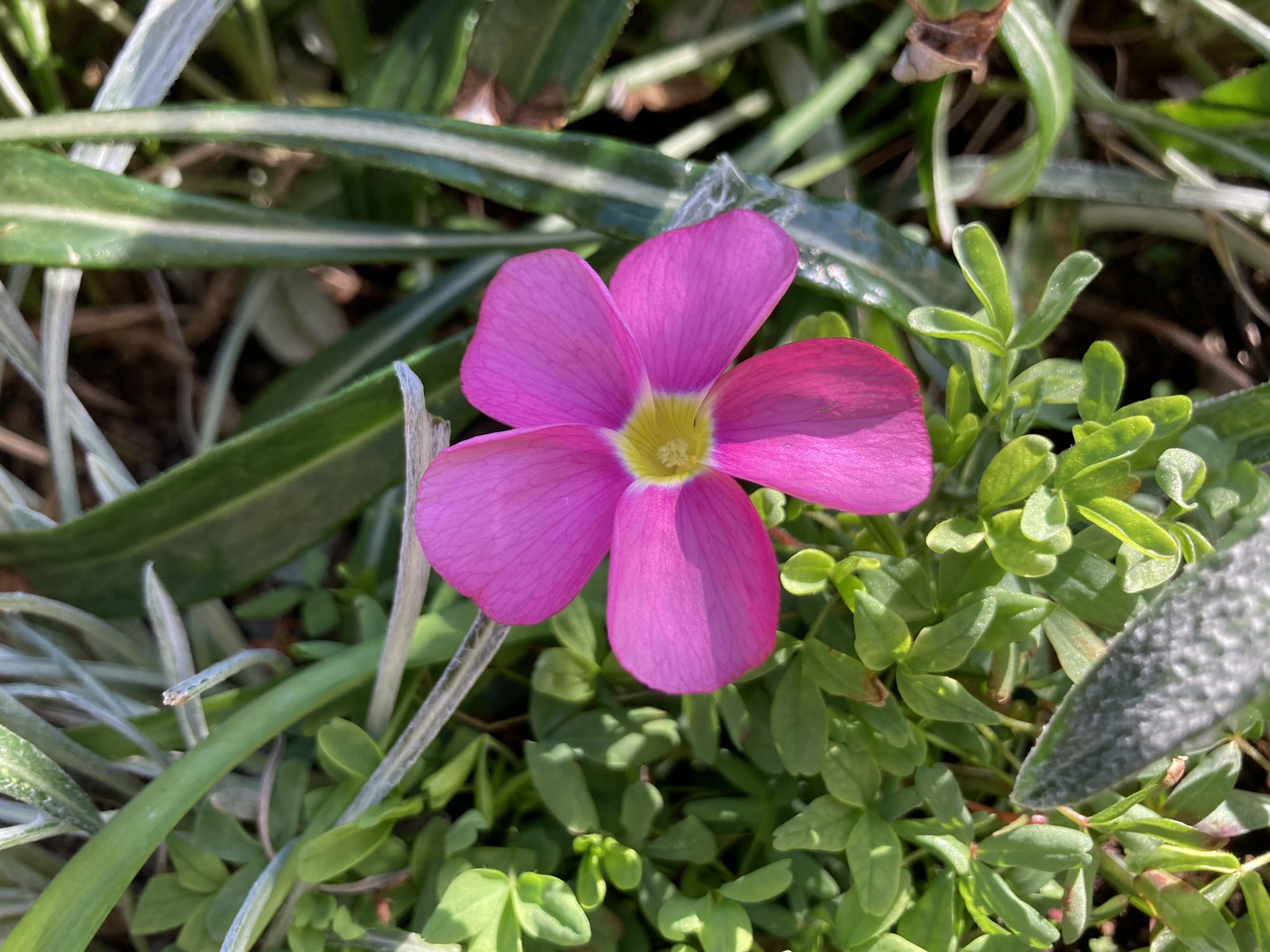 ぴぴね 庭のピンク色の花々 友人からいただいたヒヤシンス ほぼ満開です ツルコザクラ としてもらったけれど 実はシレネ ピンクパンサー なのでは の疑惑の花 オキザリスパープルドレス オキザリス桃の輝き は雑草のカタバミの仲間です