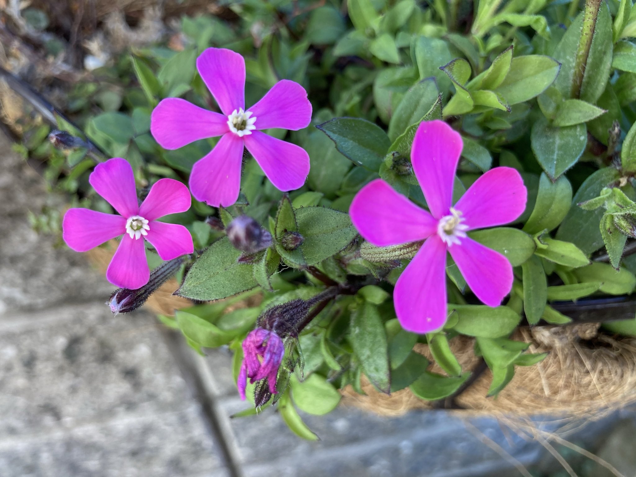 ぴぴね 庭のピンク色の花々 友人からいただいたヒヤシンス ほぼ満開です ツルコザクラ としてもらったけれど 実はシレネ ピンクパンサー なのでは の疑惑の花 オキザリスパープルドレス オキザリス桃の輝き は雑草のカタバミの仲間です
