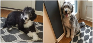 sparrowstephz's tweet photo. @SprintComplete Here is our dog Mabel at 4 months and today at 1 1/2. https://t.co/p97aphAPMZ