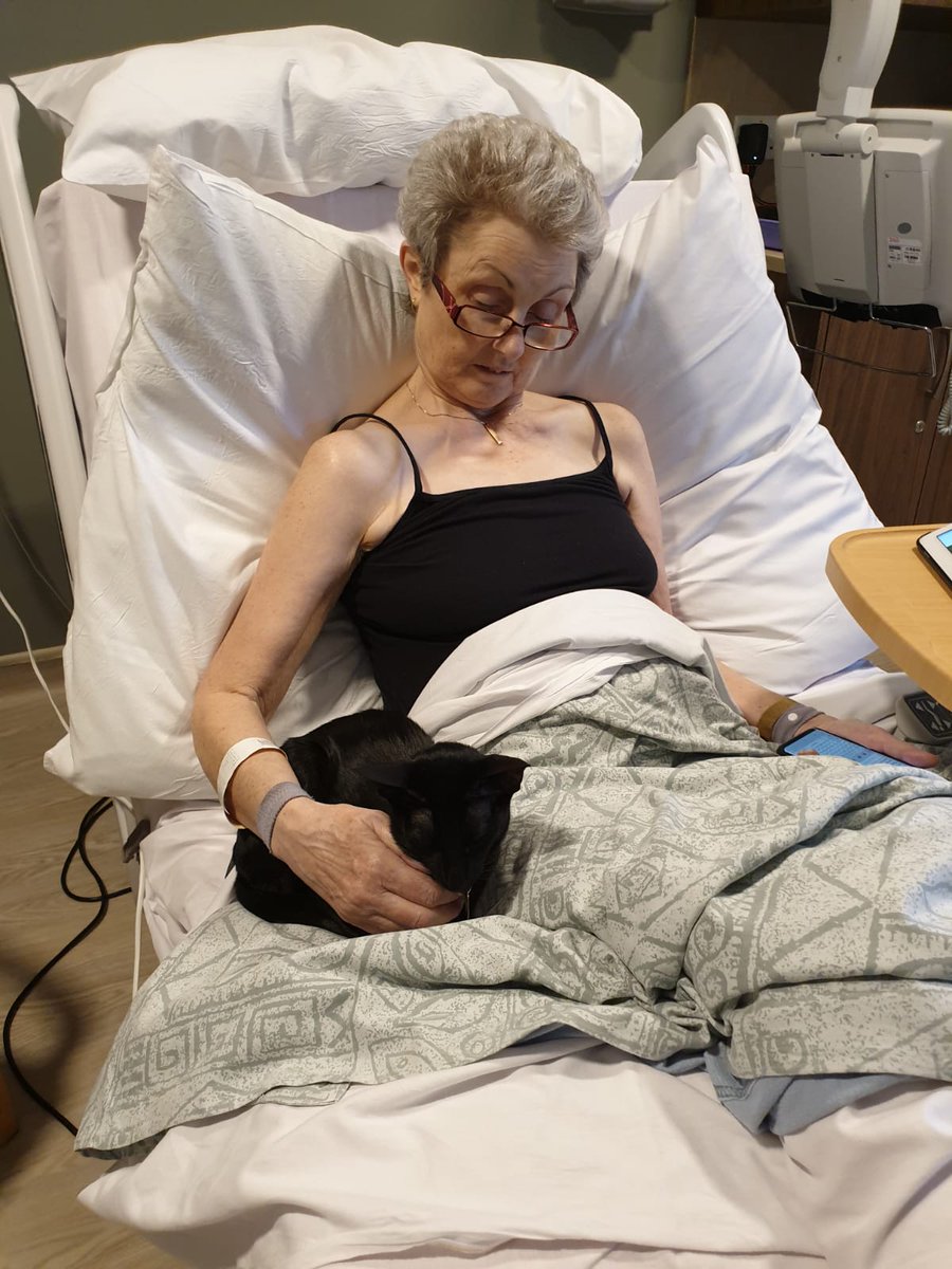 w31kuo's tweet photo. Today's therapy pet. Ch Burnthwaites Delores (Lola) such a good girl for her first time in the hospice. https://t.co/iSn8uFPfTy