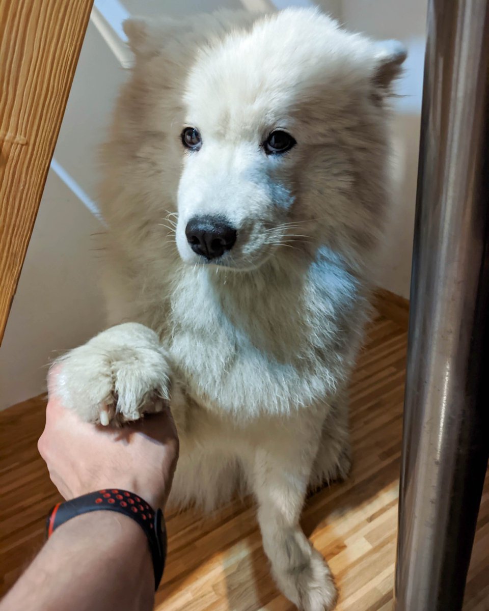 YukiWhiteQueen's tweet photo. What kind of eyes are they?
Tbh she did nothing wrong! 🤔
.
.
.
.
.
#samoyedlife #samoyedpuppy #samoyedworld #samoyedinstagram #samoyedgram #samojed #doginstagram #dogselfie #funnydog #funnydogpics #whitedog #lodz #łódź #polishdog #polishsamoyed #polanddog #siberiandog #queendog https://t.co/eZXMHCsewm