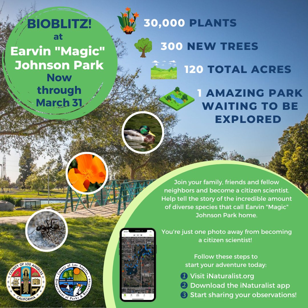 lacountyparks's tweet photo. No matter your age, you can be a #citizenscientist today! ๐ญVisit the beautifully transformed #EarvinMagicJohnsonPark in #Willowbrook ๐ณExplore the 120 acres, see who or what you encounter and log them in your own #BioBlitz. ๐ฆ๐ธVisit https://t.co/2xqZgdLRFi and download the app! https://t.co/1xyBfAXPnd