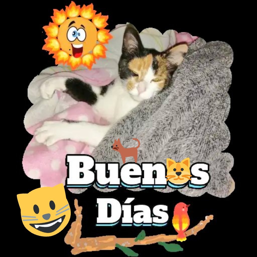 La Fresquita Promobigcolaven Recorta Tu Jirafa Pinterest - Imagenes De Buenos  Dias Con Jirafas - Free Transparent PNG Clipart Images Download, image size:1024x1024