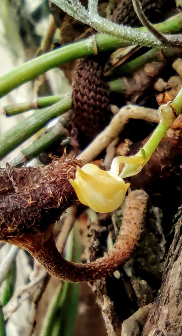 abdielf's tweet photo. Waiting for this miniature #orchid to surprise me ❇️
Perhaps a #trichocentrum?
#panama
#NaturePhotography https://t.co/5OH1I0LkIj