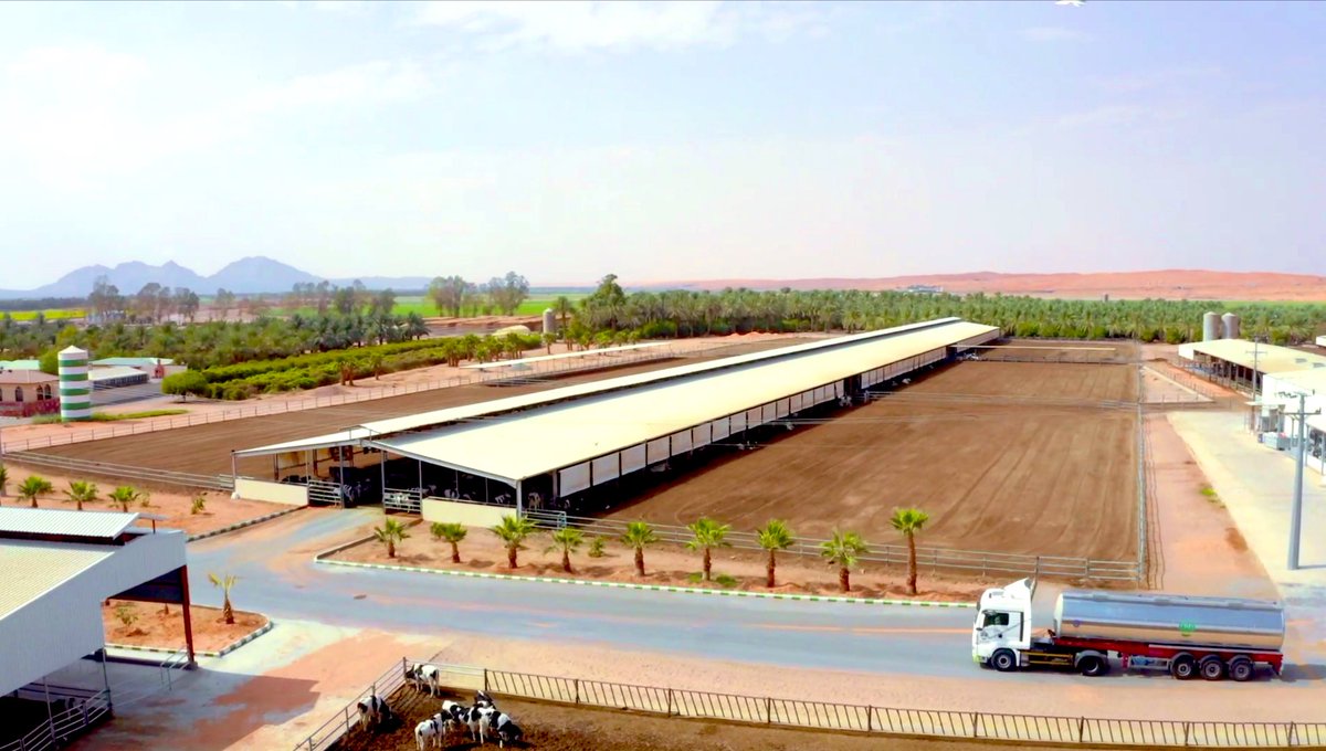 #altukhaim #dairyfarming #farming #milk #SaudiArabia #cows