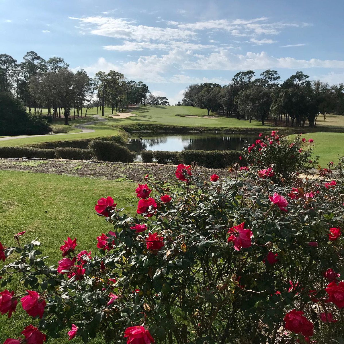 Innisbrook's tweet photo. The sun is shining for a beautiful Saturday on Copperhead☀️🌹
#innisbrooklife #copperheadcourse
📸: @dldinthekeys https://t.co/PTtYNbIDdO