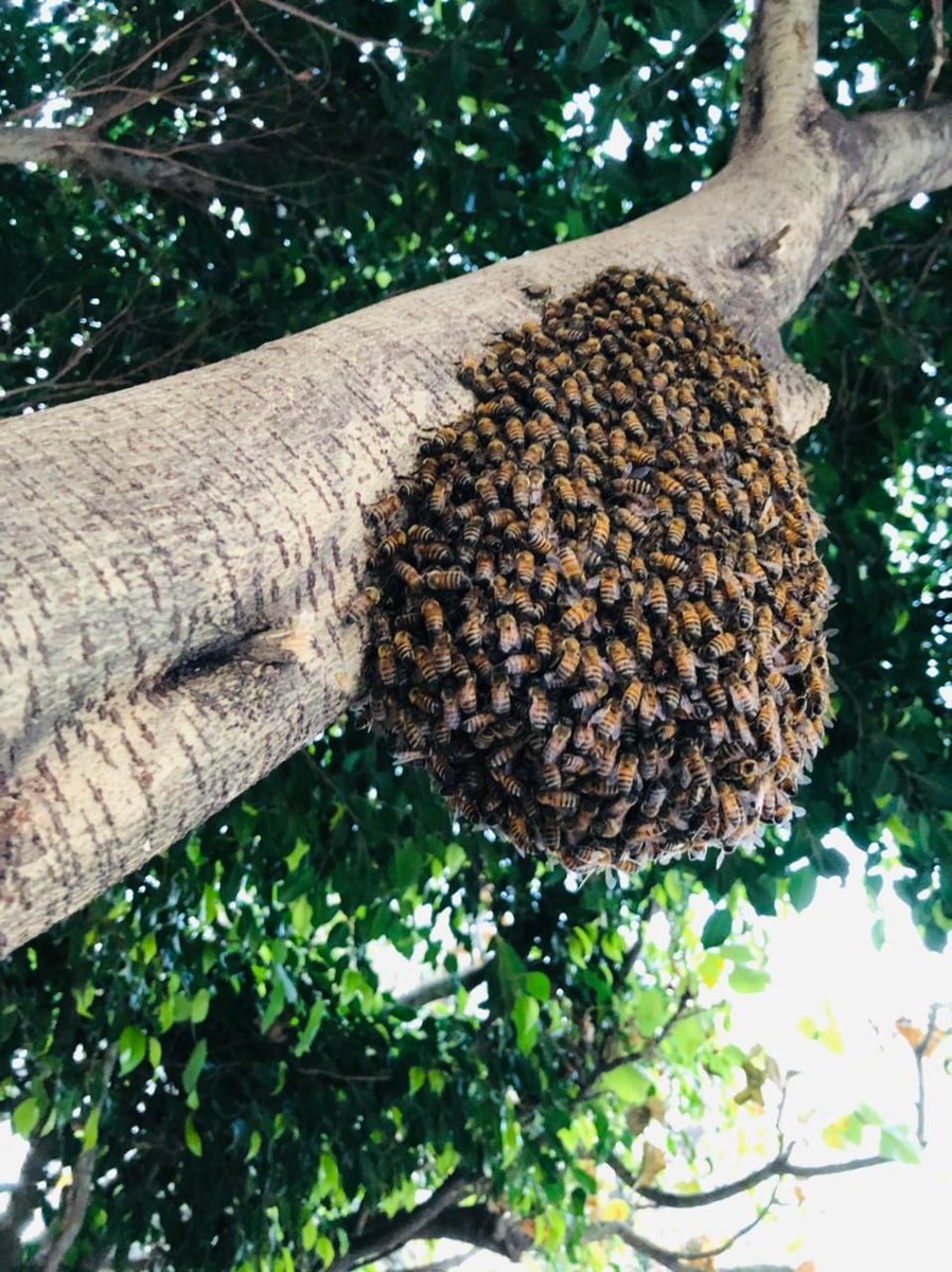 BJAlcaldia's tweet photo. Trabajamos en equipo para rescatar un panal de abejas en Tlacoquemécatl Del Valle. #AbejaNegraSOS lo trasladará a un apiario en el que vivirán para continuar su importante proceso en la naturaleza. #EcoBJ #BlindarBJ #GuardianesDeAbejas https://t.co/3t0WJXdXCB