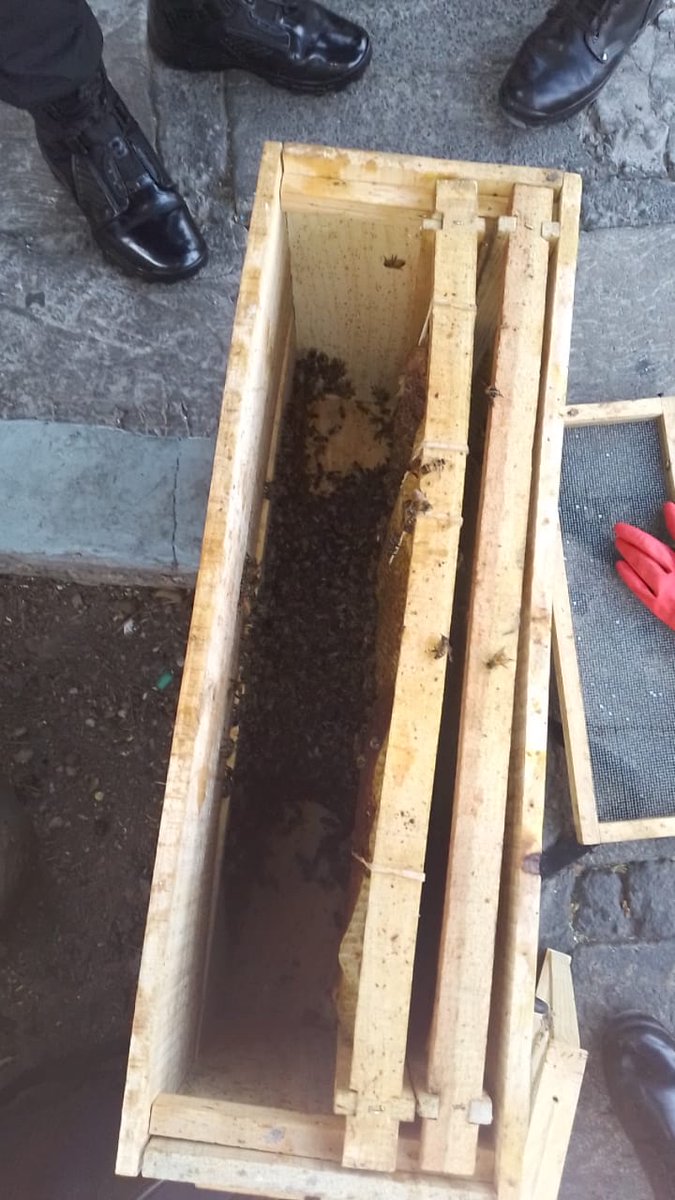 BJAlcaldia's tweet photo. Trabajamos en equipo para rescatar un panal de abejas en Tlacoquemécatl Del Valle. #AbejaNegraSOS lo trasladará a un apiario en el que vivirán para continuar su importante proceso en la naturaleza. #EcoBJ #BlindarBJ #GuardianesDeAbejas https://t.co/3t0WJXdXCB