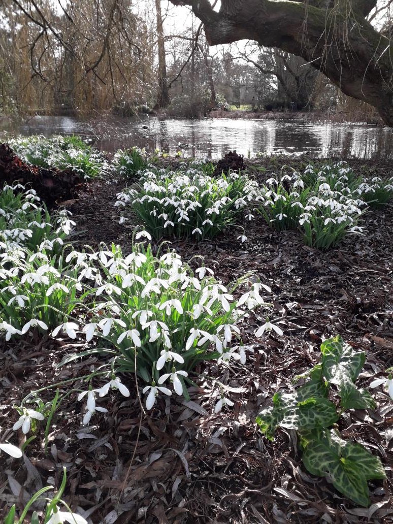 Well we knew we wouldn't see the #moonflower @CUBotanicGarden today but the #snowdrops and so many other wonderful winter flowers more than made up for it - glorious