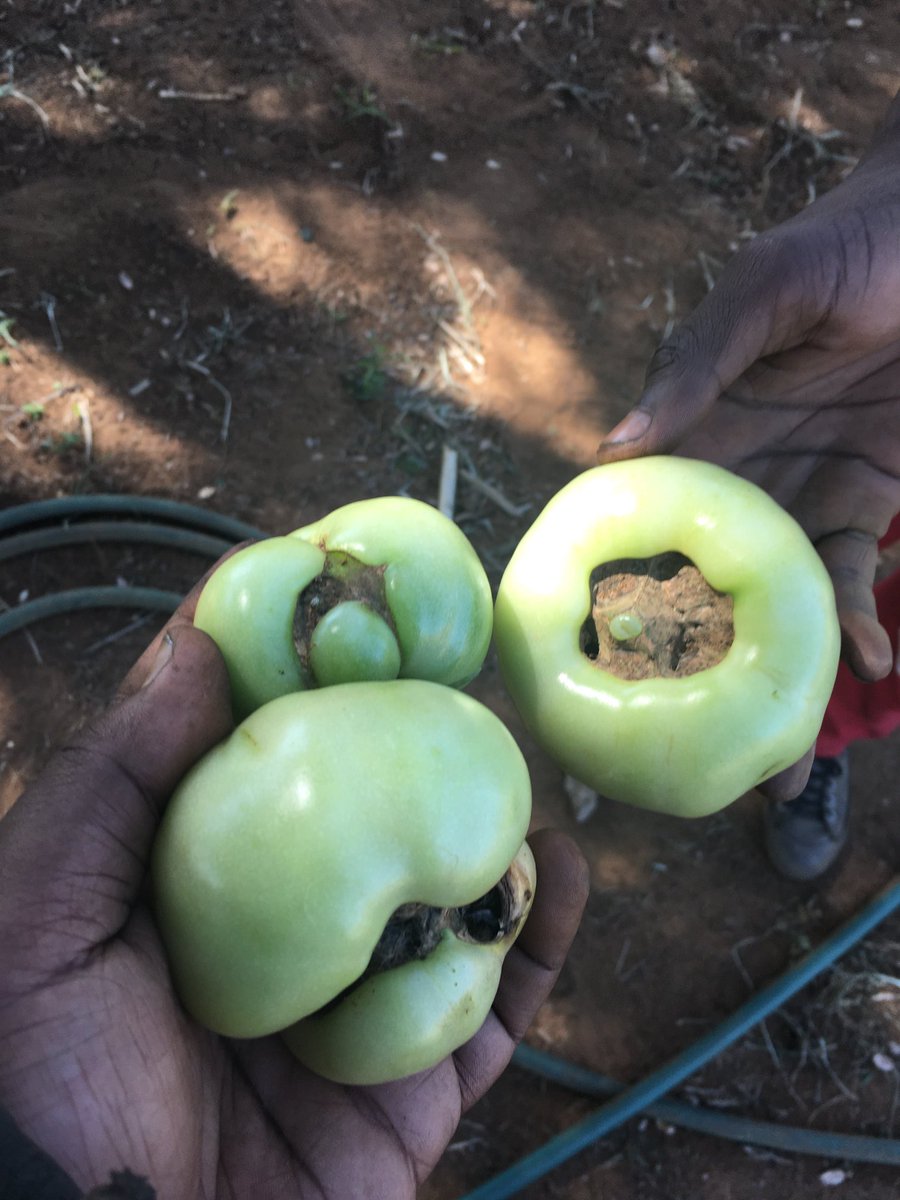 SaGreenzone's tweet photo. ⁦@FarmersWeeklySA⁩ ⁦@DALRRDgov_ZA ⁦@OfficialGDARD⁩  We do have issues but we also have progress https://t.co/TljYSeI8VK