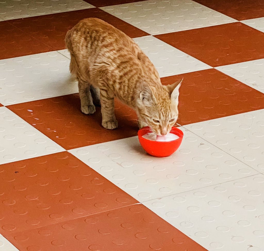 MonkPython's tweet photo. Lucky charm is here. 🚀🚀🐱🐱🐱The secret of my success. #catlover https://t.co/AOLmmfA9K3