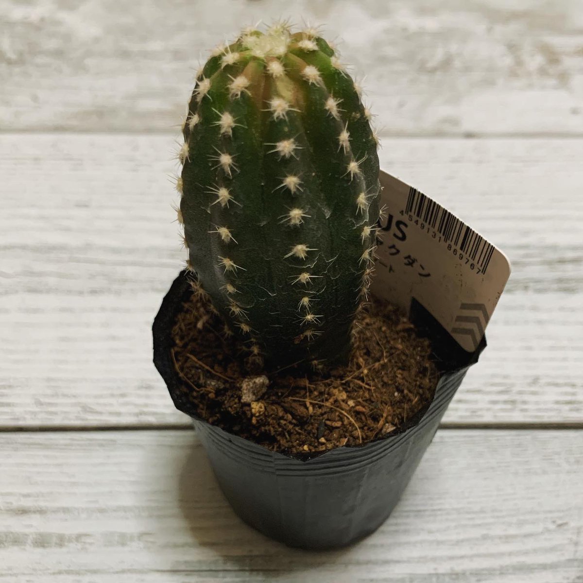 Chiaki Gaya ダイソーで見つけたサボタニさん みんなうちには無い 初めましてな子たち 葉っぱの先がピンク色で可愛い これからどうやって成長していくのかな 楽しみ サボテン サボテン好きな人と繋がりたい ビャクダン 多肉植物 多肉