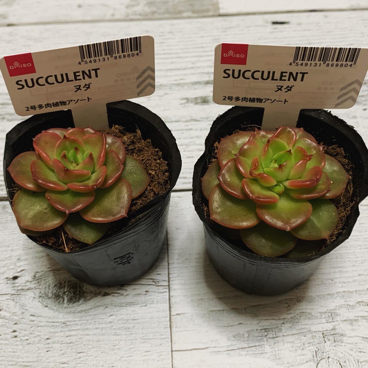 Chiaki Gaya ダイソーで見つけたサボタニさん みんなうちには無い 初めましてな子たち 葉っぱの先がピンク色で可愛い これからどうやって成長していくのかな 楽しみ サボテン サボテン好きな人と繋がりたい ビャクダン 多肉植物 多肉