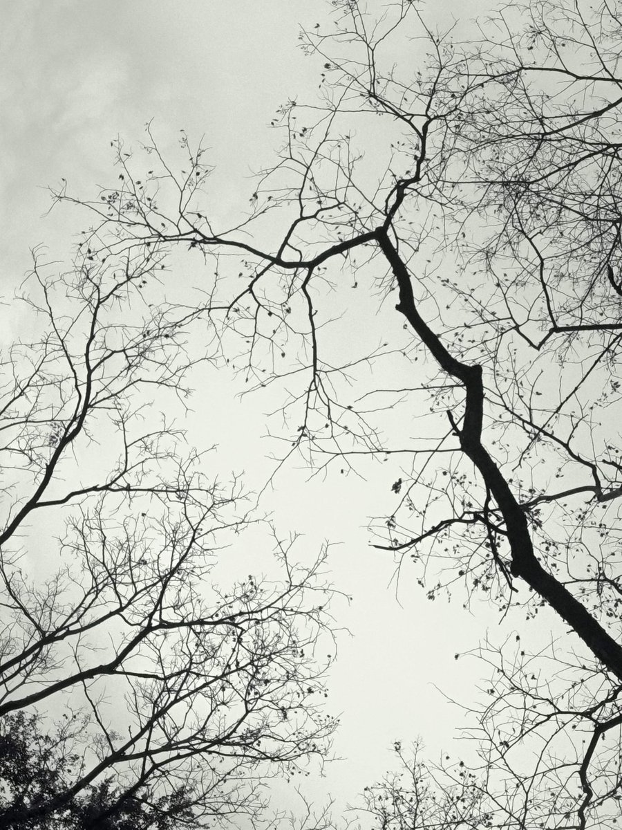 doiz21's tweet photo. The bald tree and foggy atmosphere 
📷 me https://t.co/DOP1O3WPex