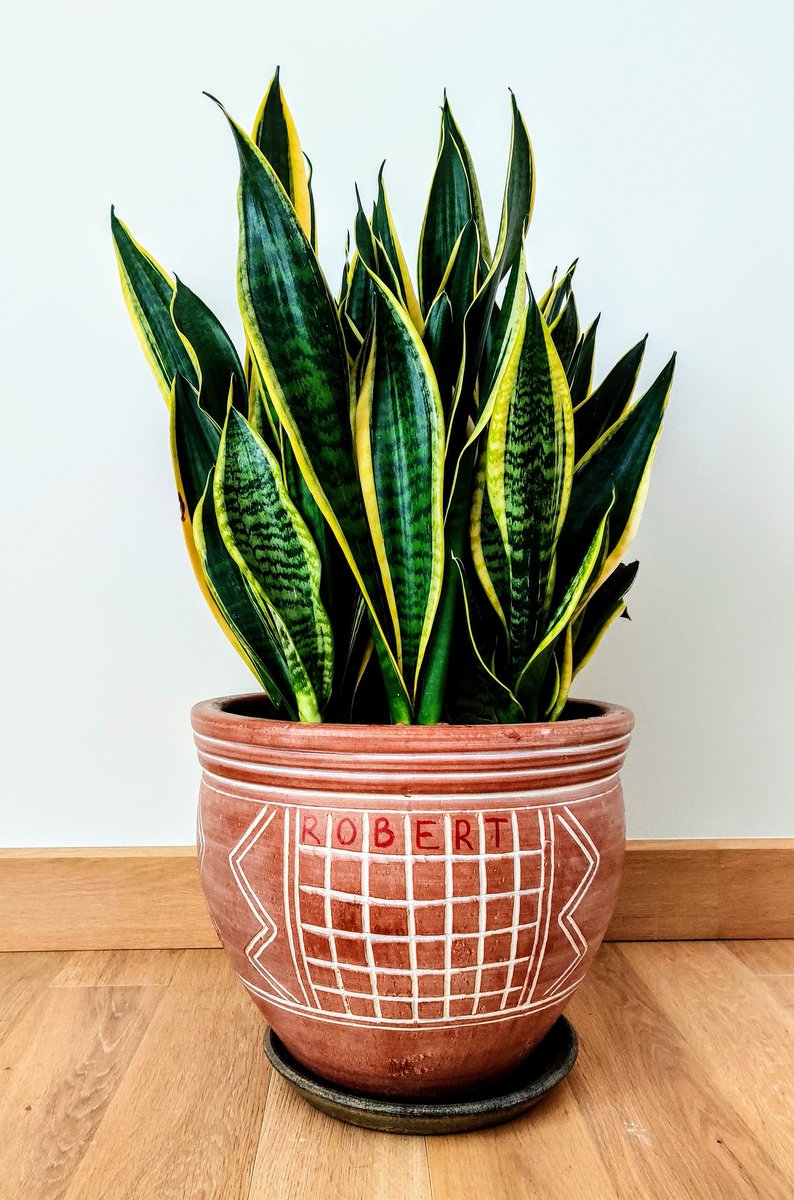 Thomas Petersen tweet media