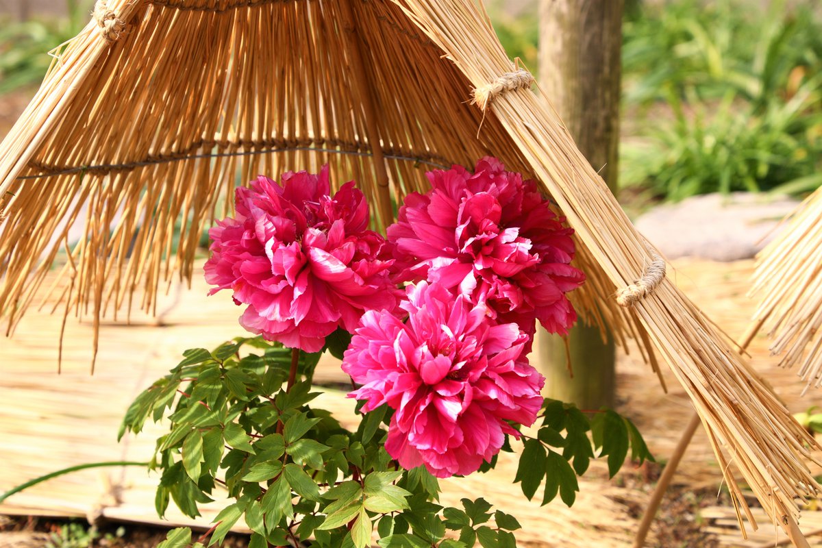 筥崎宮花庭園 筥崎宮花庭園