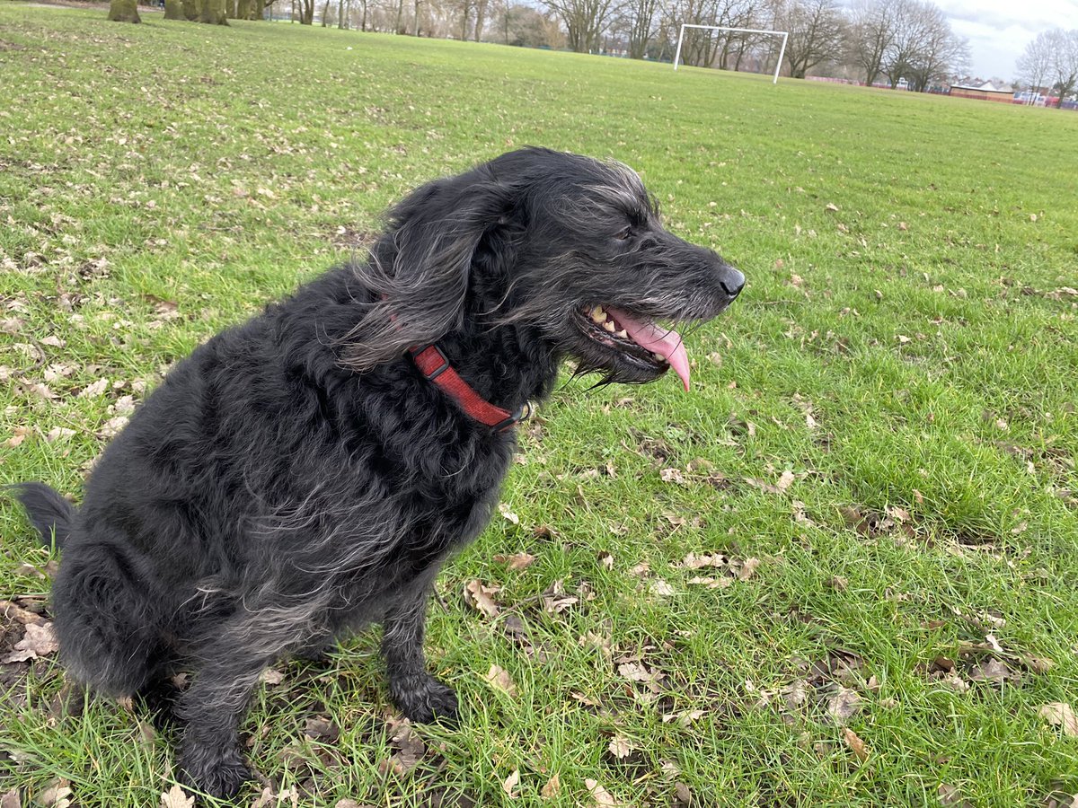 Fresh 30 minutes dog walk to blow the cobwebs away 💨 #wksmove