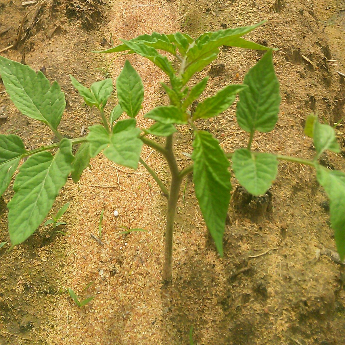 Dear tomato plant.

As you turn a week today, we promise to love you and give you all the necessary attention.
