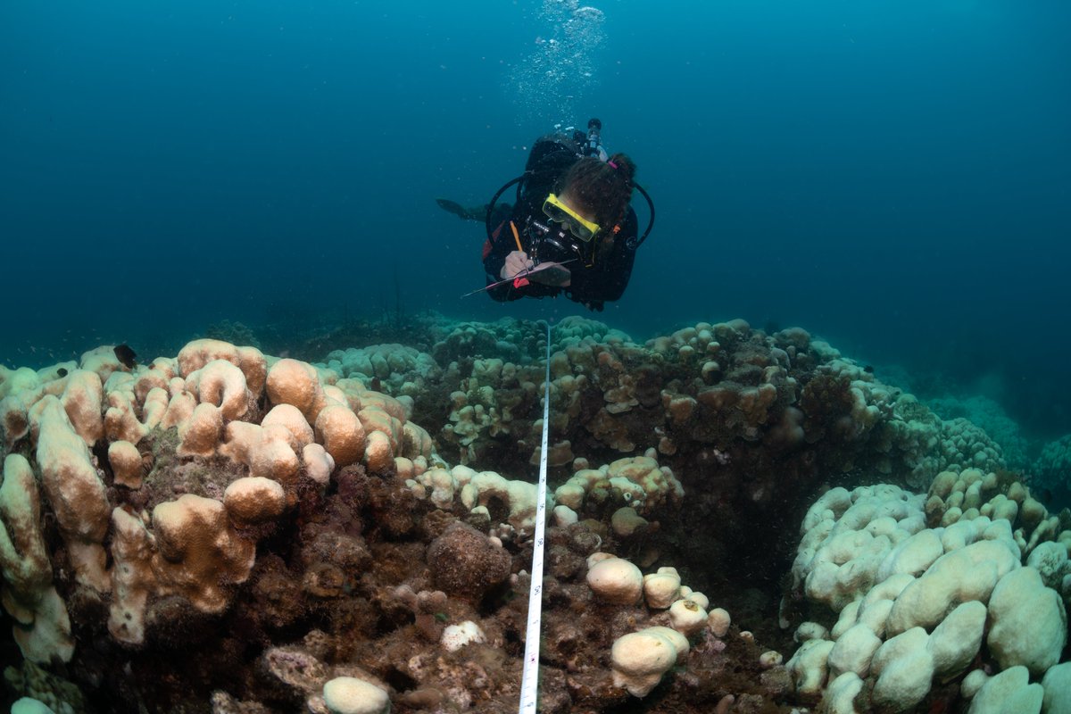 OCO_VI's tweet photo. I graduated with my Master’s in 2020 and currently, I am the Marine Disease Specialist at the University of the Virgin Islands researching ways to help corals fight SCTLD and restore populations devastated by the outbreak.”

Photo by: Dan Mele https://t.co/KHMLL1gNfV
