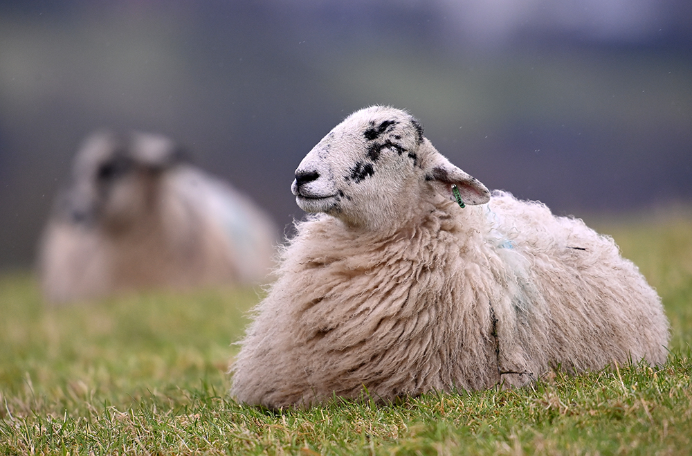 andyjonesfoto1's tweet photo. Snoozing Sheep, Mayfield Valley, Sheffield - 20th Feb 2021. @FoPVSheffield #Sheep #inlamb #snoozing #farming #MayfieldValley #theoutdoorcity #Sheffield #Local https://t.co/gvKt8LsMIZ