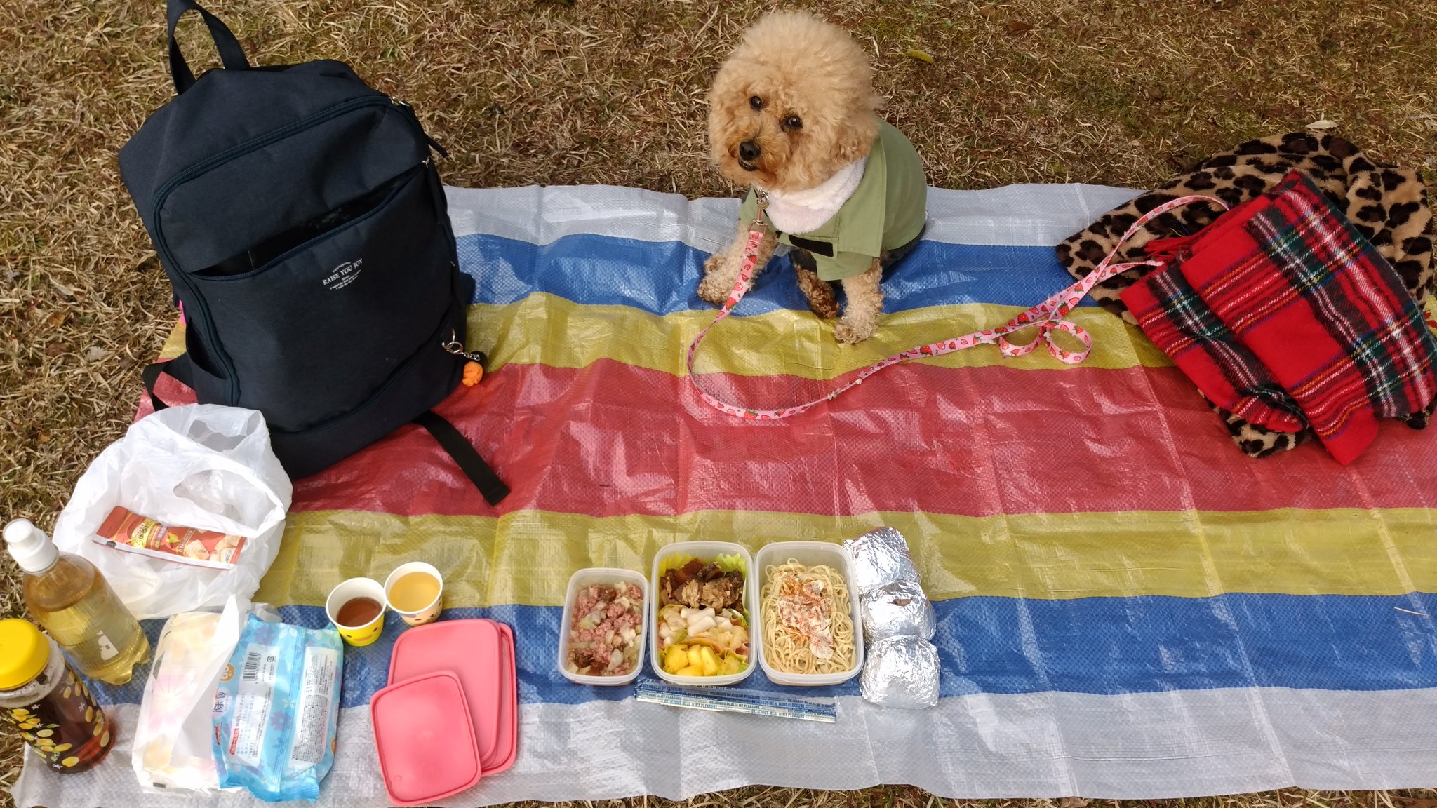 エンジェル飼い主 確実に参加しているサタン犬と今更 恥ずかし弁当晒すエンジェル飼い主です ペットボトルに酒入れてもバレない元アル中の手法です 我 今日は生きていたんですよ トイプードル ピクニック アル中カラカラ 我慢爆発 T Co
