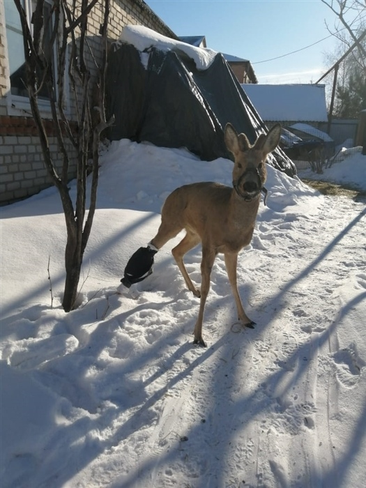 косуля в самарской области. косуля сибирская в самарской области. косуля тюменской области. косуленок фото. косуля сибирская в самарской области.