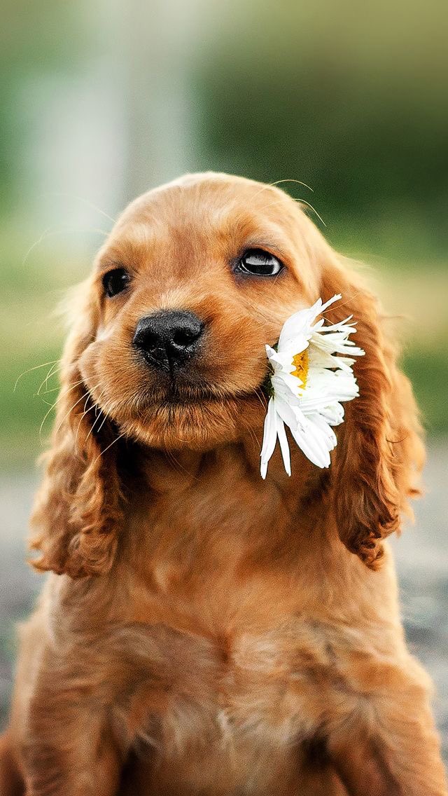 Rusty0708's tweet photo. #cutefactor #puppy #lente ๐ https://t.co/0Qek7znpk6