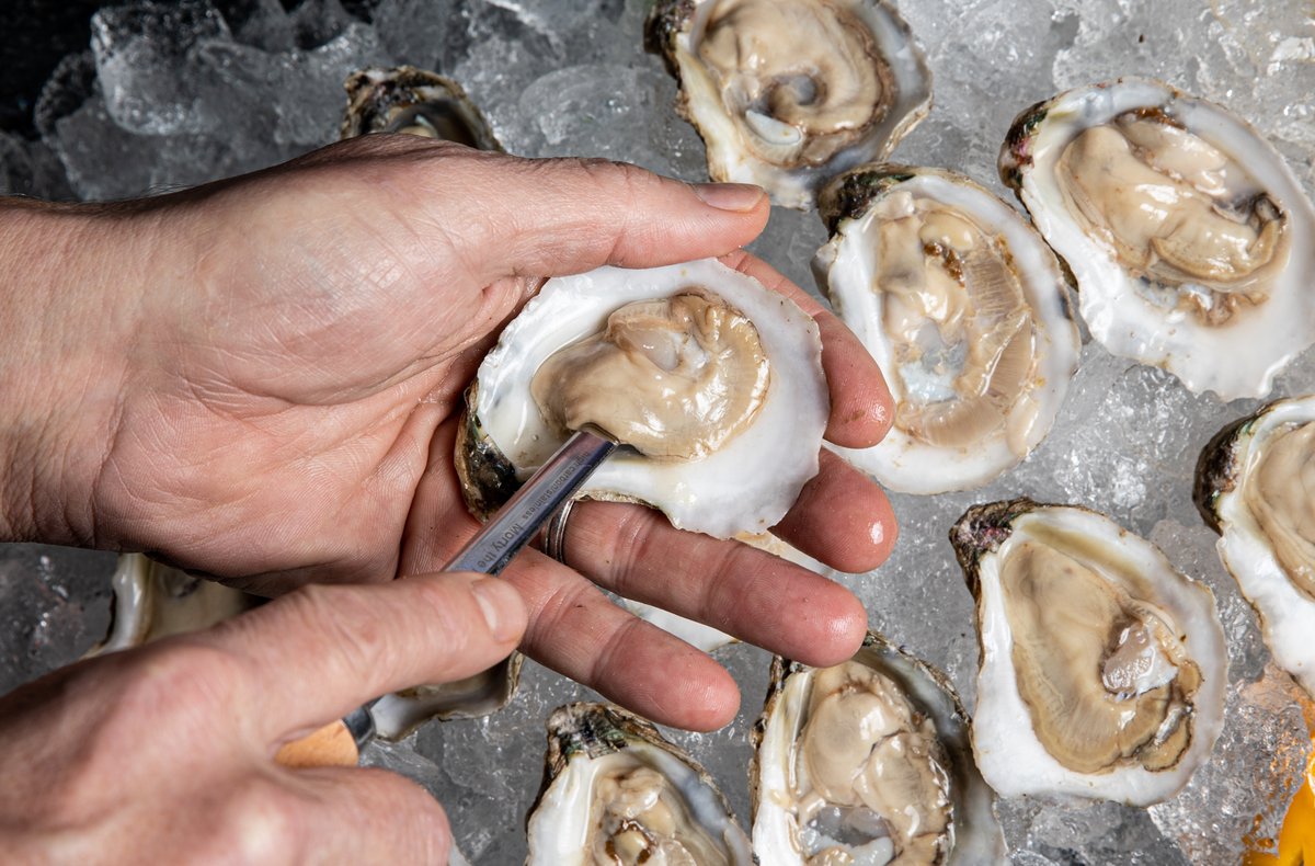 HoopersIsland's tweet image. Excited to announce our sustainably raised Chesapeake Gold Oysters are now available direct from our farm to your door! #oysters #aquaculture #supportsmallbusiness hoopersisland.com/shop/