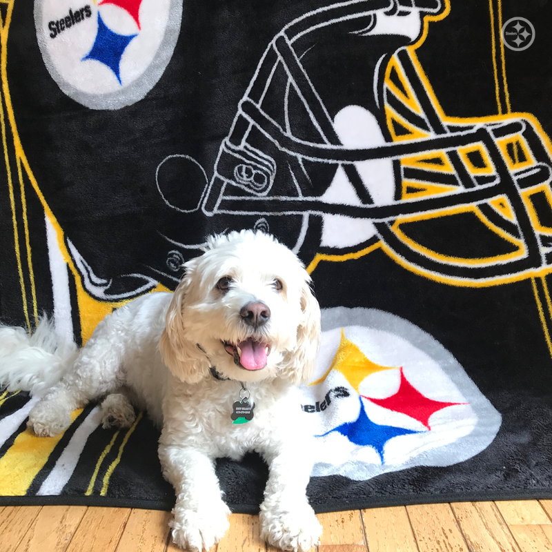 SteelersUnite's tweet photo. Happy #NationalLoveYourPetDay to all #SteelersPets! 🐶🐱
