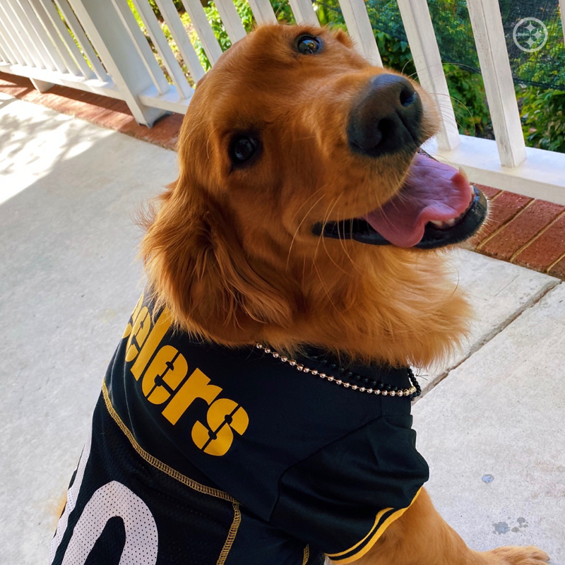 SteelersUnite's tweet photo. Happy #NationalLoveYourPetDay to all #SteelersPets! 🐶🐱