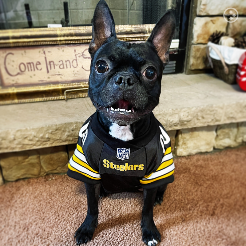 SteelersUnite's tweet photo. Happy #NationalLoveYourPetDay to all #SteelersPets! 🐶🐱
