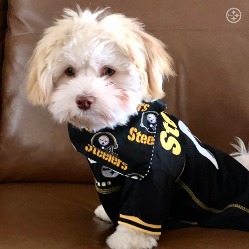 SteelersUnite's tweet photo. Happy #NationalLoveYourPetDay to all #SteelersPets! 🐶🐱