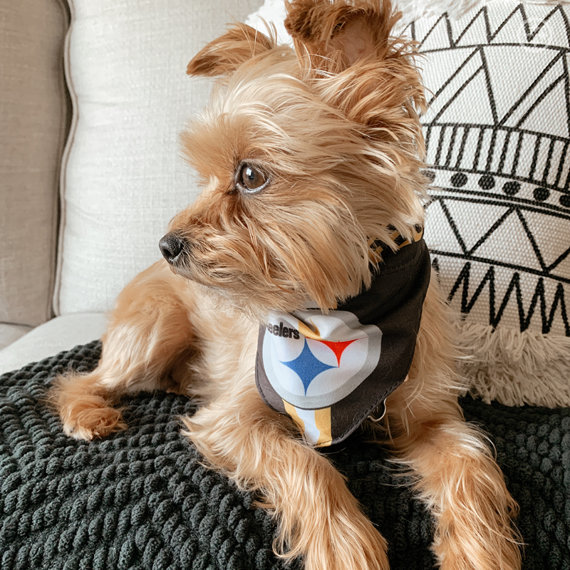 SteelersUnite's tweet photo. Happy #NationalLoveYourPetDay to all #SteelersPets! 🐶🐱