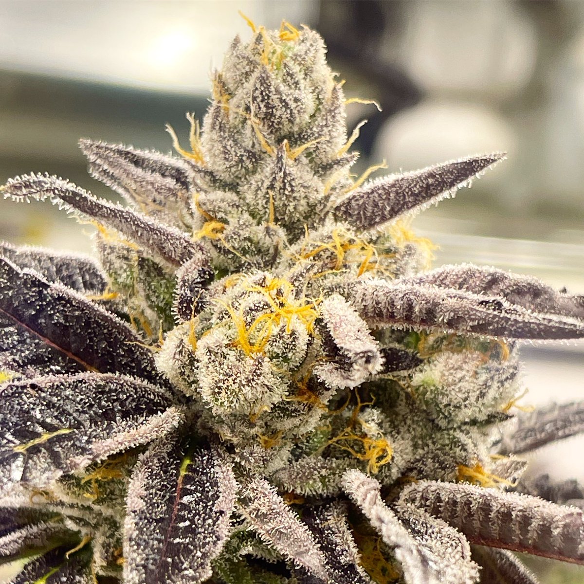 RareDankness's tweet photo. Good Saturday #morningvibes #plants #Saturday #behappy #cannabiscommunity #trichcomes #nutrients #raredanknessnutrients @raredanknessnutrients #raredankness #dankness #growyourown #garden #gardenlife #nutritionsimplified #terpenesamplified  🦨🦨 #pippa https://t.co/jdtivEL9ro