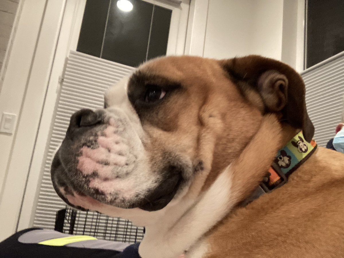 davekean's tweet photo. @goldengateblond Ranger the awesome foster dog says “who the hell is Greg Kelly! And can we go poop on his lawn!” https://t.co/I65fEJLmtF