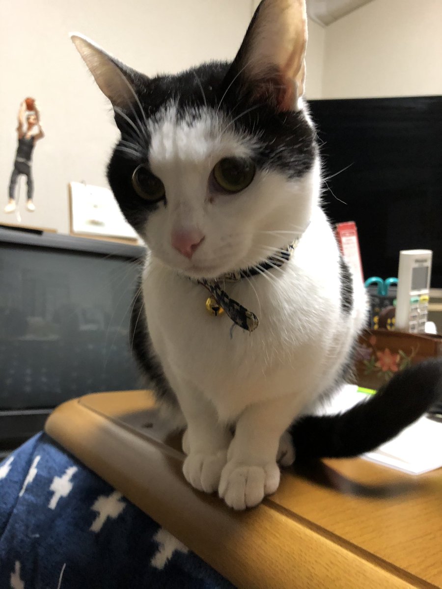 ykAoadtwef52FRT's tweet photo. 実家のおてんば娘さくら🌸ちゃん
ウチに来る子は皆んな保護猫で身体は弱いけど、さくは気が強い。 https://t.co/MScXsc3aSx
