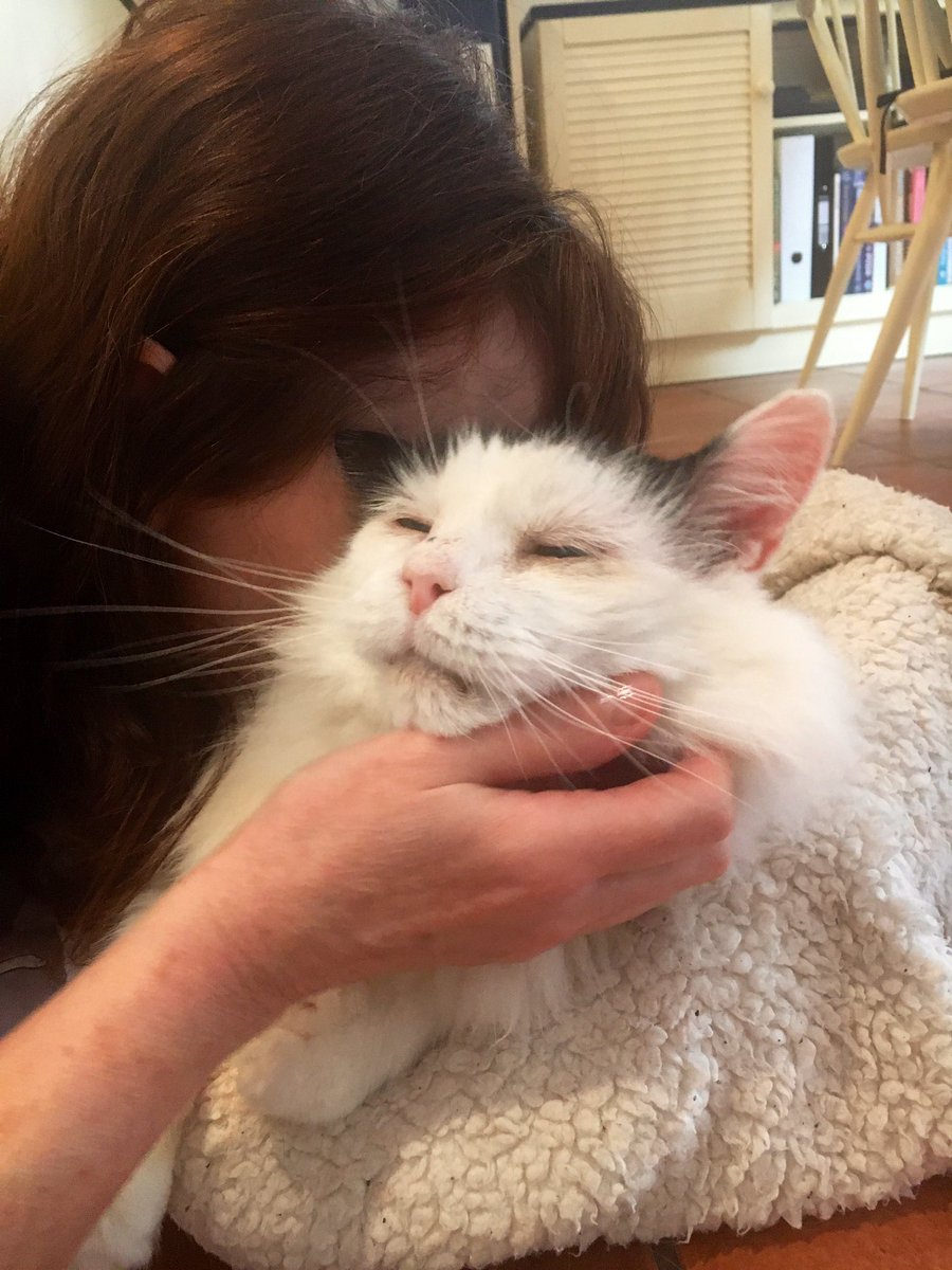 LovelyLarryCat's tweet photo. Happy #LoveYourPetDay  😸❤️ All of your humans love you so much Larry! We hope you enjoy the cuddles and wuffs as much as we enjoy giving them! 🐾😹💞 #Caturday #LarryFanClub #FIV #CatsOfTwitter #AdoptDontShop https://t.co/d5MQYTGLMG