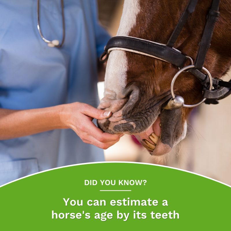 RestoraPet tweet media