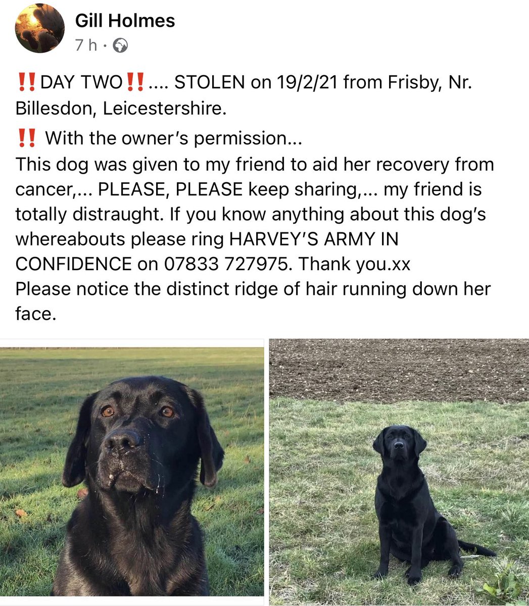 Please carry on sharing! No news yet! Need this dog back where it belongs! #stolendog #leicestershire