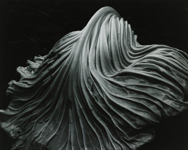 Edward Henry Weston (March 24, 1886 – January 1, 1958)
edward-weston.com

#photography #photographers #photos #cameras #lenses #fotografía #fotógrafos #fotos #cámaras #lentes #canon #nikon #sony #fuji #leica #weston #edwardweston