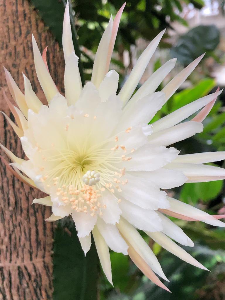 Oh it’s been worth the wait, what a beauty!