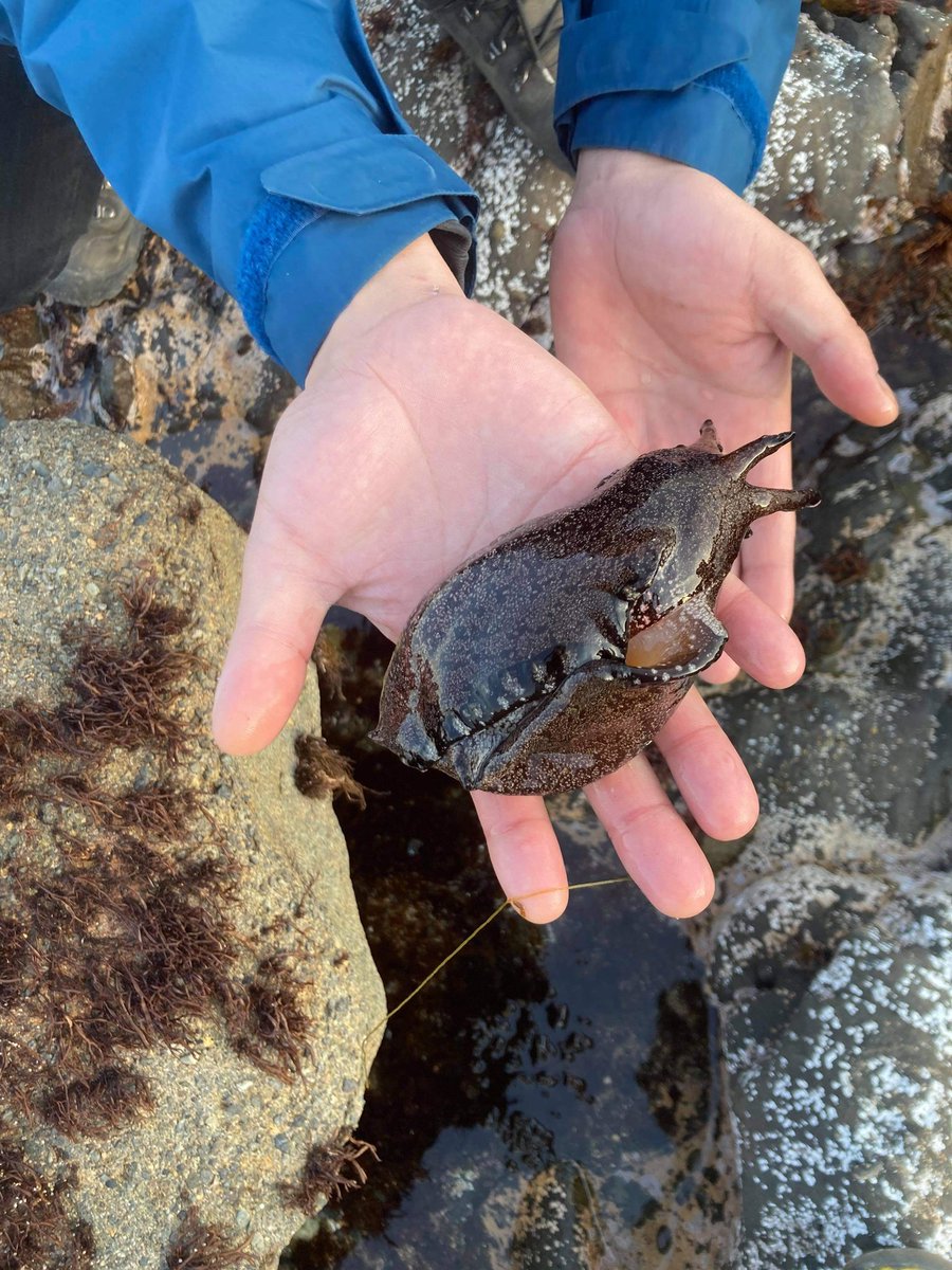 S A D A K I C H I かわいい ウミウシ アメフラシ 大量に居た S A D A K I C H I かわいい ウミウシ アメフラシ 大量に居た