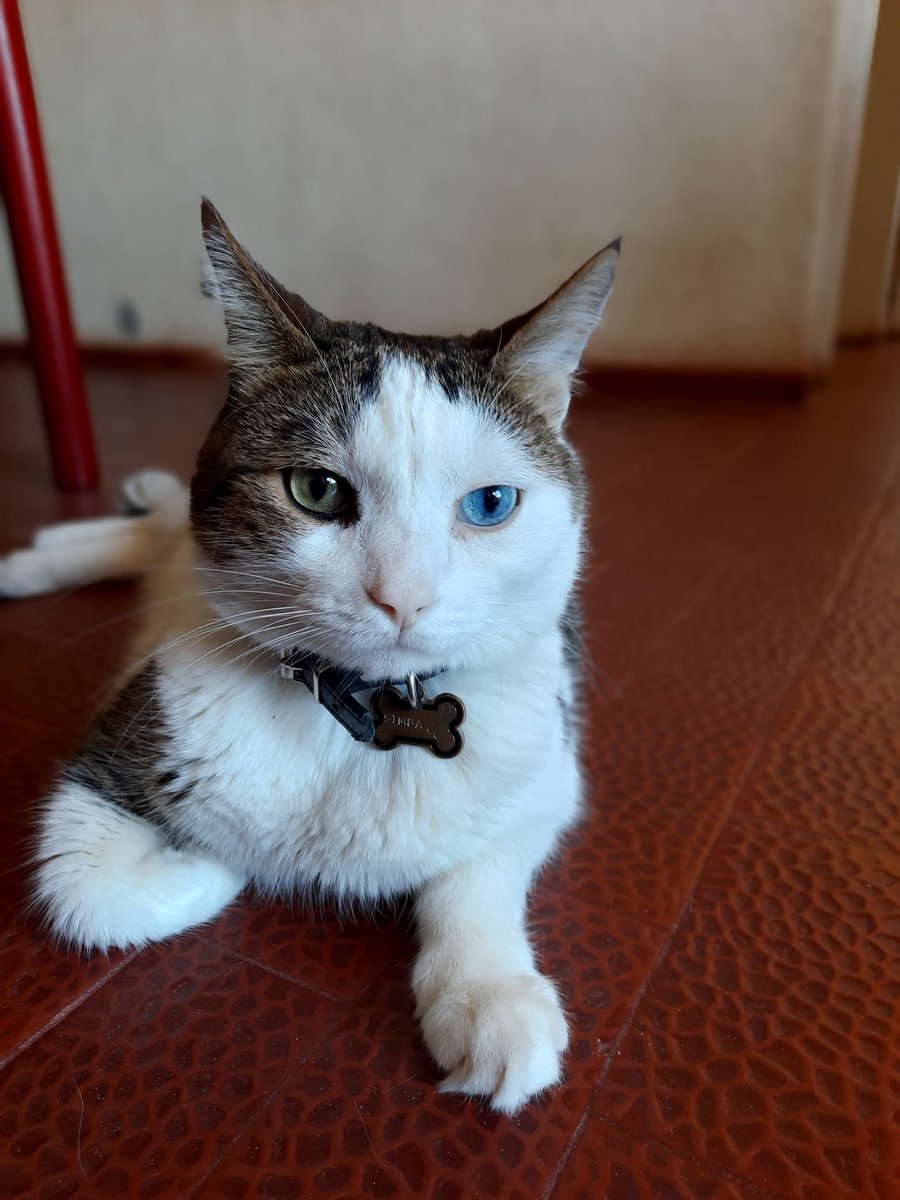 #EsteFinde  feliz día Simba! Nuestro amor más puro. Te amamos Pocho, pochoclo, gatito,  Simbita y las mil formas en las que te decimos que te amamos.