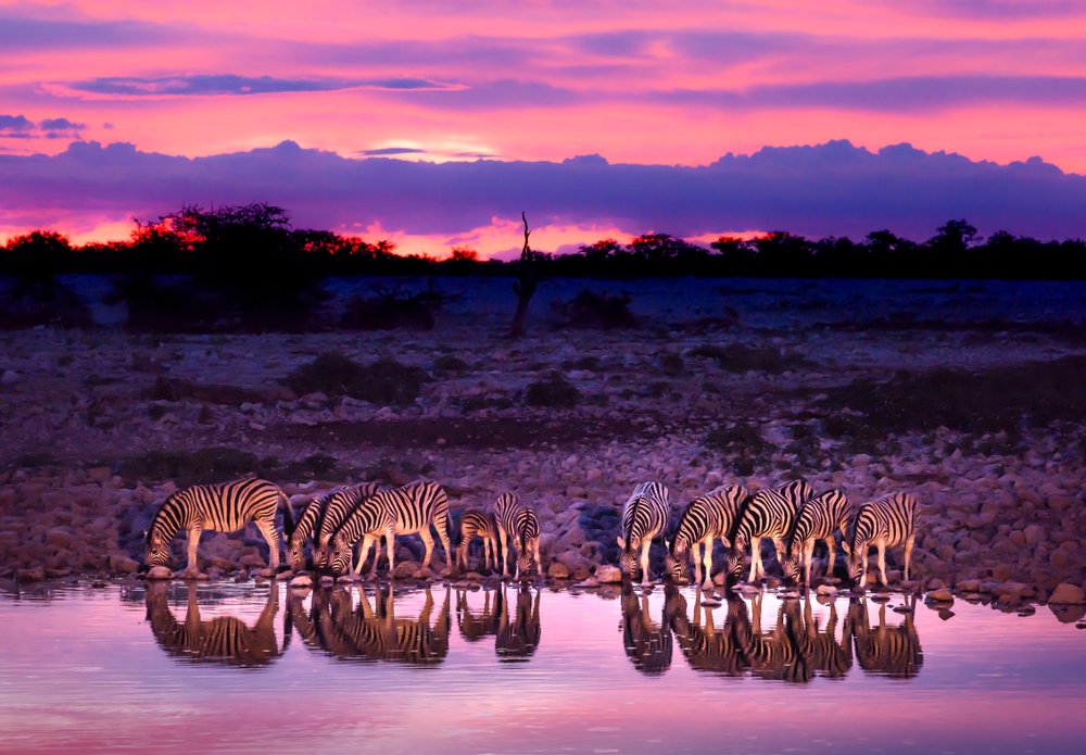 LogitravelIT's tweet photo. 🌄 Zimbabwe: Non perderti l'incredibile Parco Nazionale Hwange, i paesaggi meravigliosi, le rovine più originali del continente (Grande Zimbabwe) e tutto questo partendo o arrivando alle imponenti Cascate Victoria. Ti va di essere protagonista in prima persona de "La mia Africa"? https://t.co/k2Ovy0lZmm