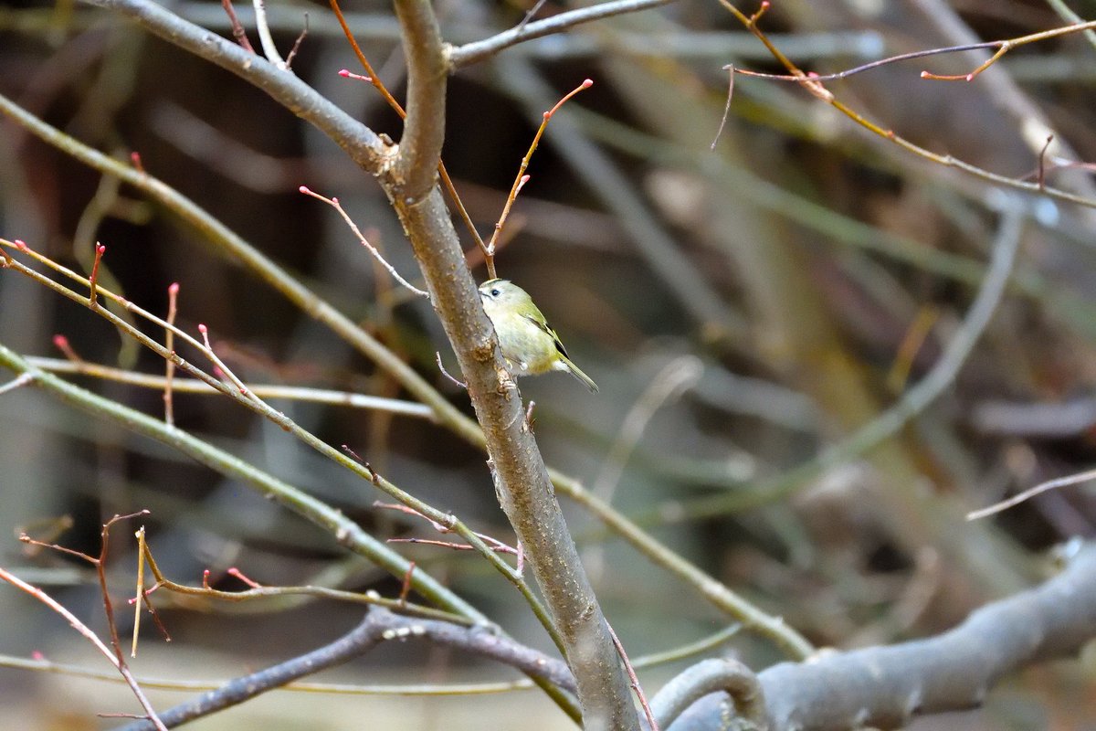 Out in #Longniddry  (#EastLothian) this morning and captured a few shots of this Goldcrest.
@melnorris58
<a href="/BBCSpringwatch/">BBC Springwatch</a>