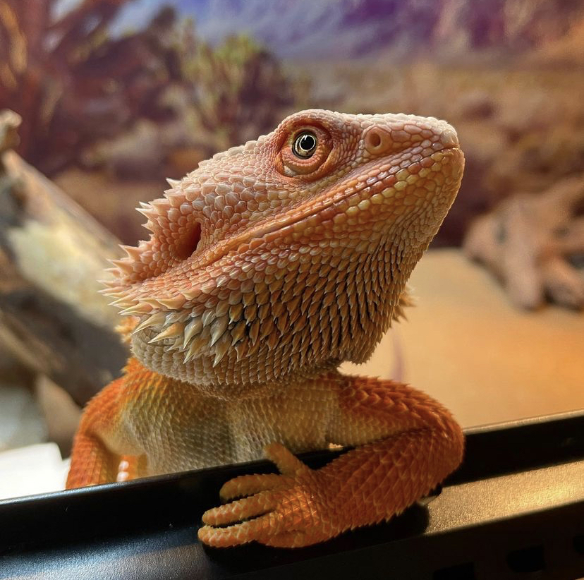 PetSmart's tweet photo. Happy #NationalLoveYourPetDay! It’s a great day to give your pets extra love. What’s your pet’s love language? 🐶 🦎 🐱 🐦 (📷IG: Aspens.escapades, thatbeardielaz, Lifeof_irie) https://t.co/odRQV9MaPW