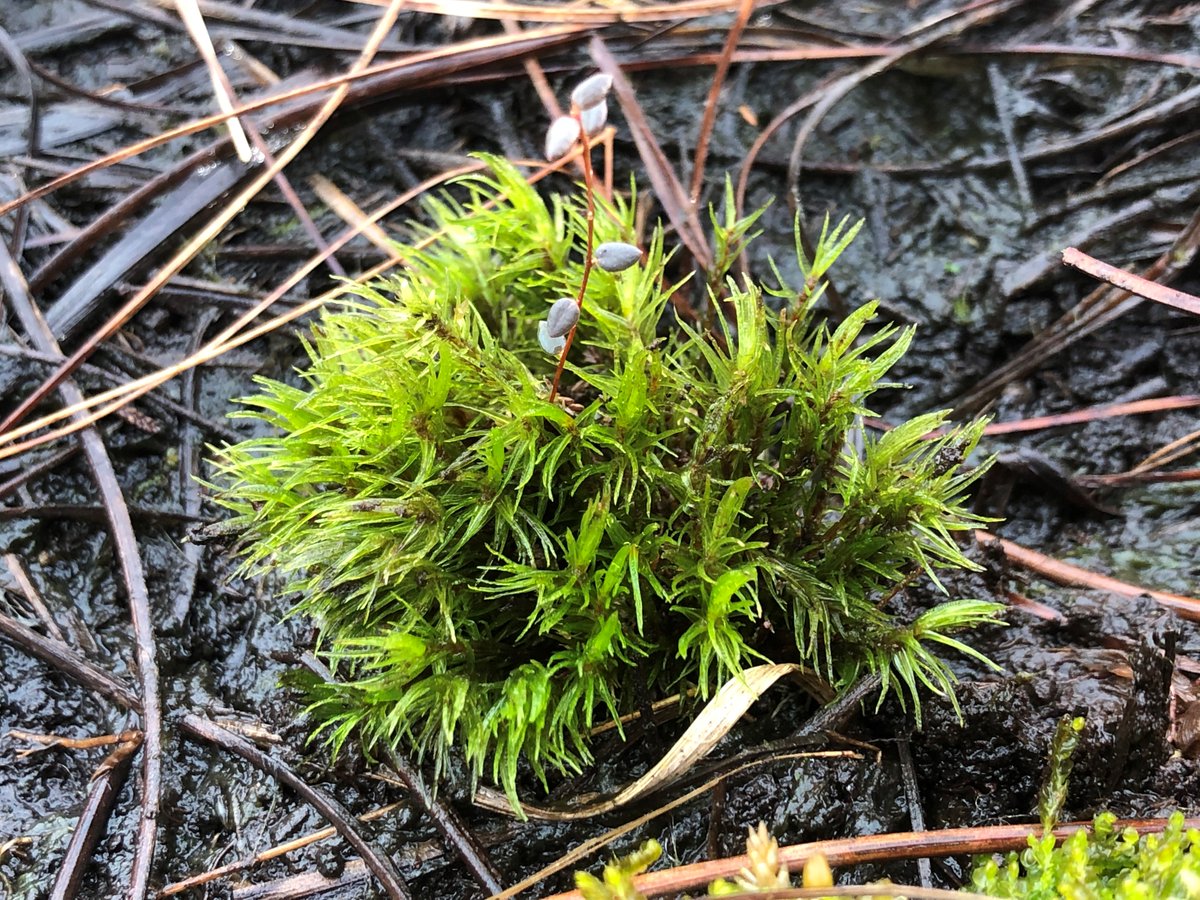 Meet the incredibly rare waved fork moss (with flowing locks to rival an 80s popstar 😎). Only found on two other sites in England, @joshual951 of the @nwrpi is trialling its reintroduction onto Astley Moss, making it the rarest plant on the Manchester Mosses! #WilderFuture